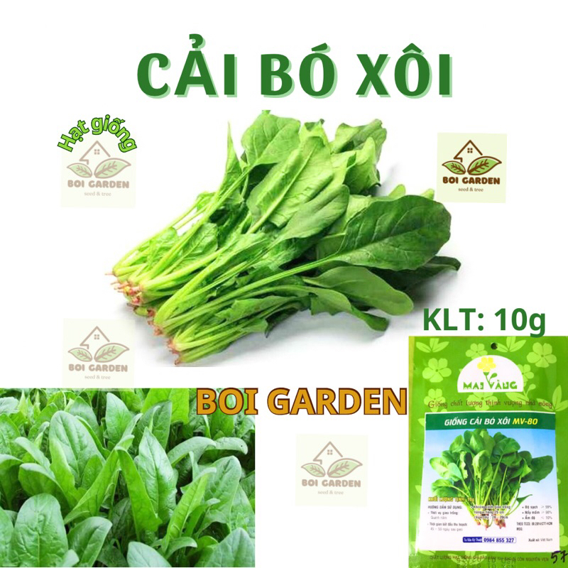 Hạt giống Cải bó xôi dễ trồng (172)