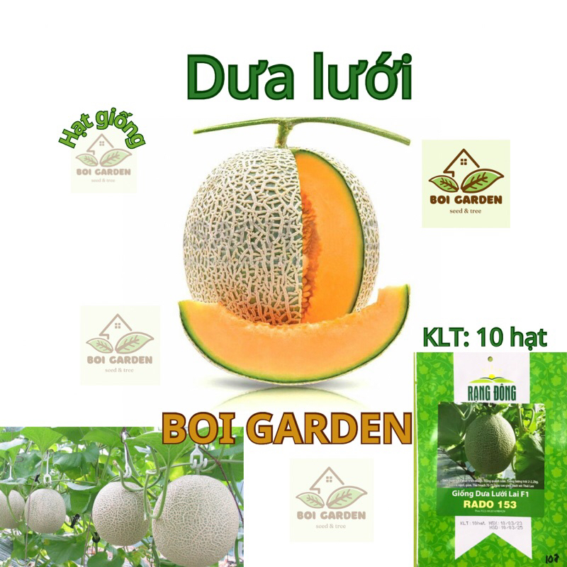 Hạt giống Dưa lưới F1 RADO 153 (97)