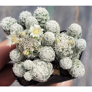 Xương rồng trứng chim giá rẻ . Size bầu. Ảnh thật tại vườn.