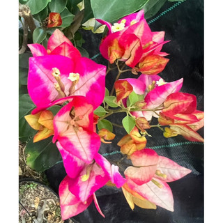 Hoa giấy tiểu ấn độ giâm cành 70-80cm