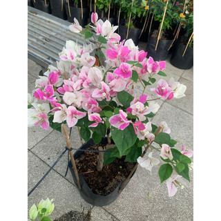 Hoa giấy hồng gân ghép hom 50cm