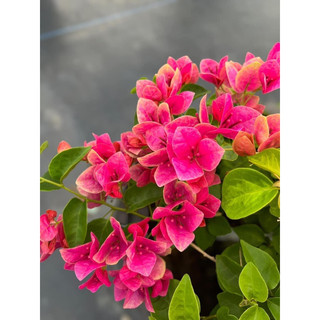 Hoa giấy giống mới dưa hấu ghép hom 50cm