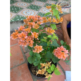 Hoa giấy kép chùm cam ghép hom 50cm
