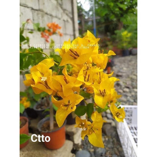 Hoa giấy vàng chanh thái leo dàn 70-80cm chậu c10