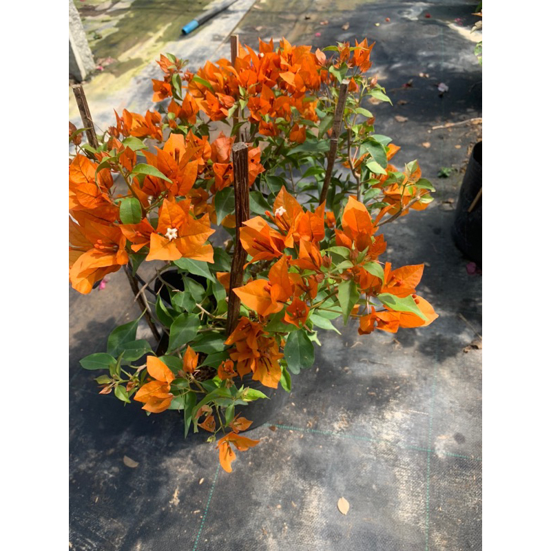 HOA GIẤY CAM LỬA GHÉP HOM 50Cm