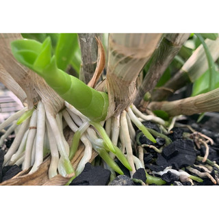 N3M Phân Bón Kích Thích Ra Rễ Cực Mạnh Cho Mọi Cây Trồng  (Lọ 100Gram)