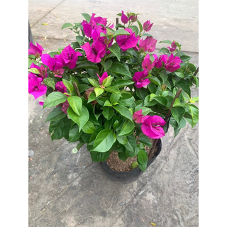 Hoa giấy tím pháp ghép hom 50-60cm