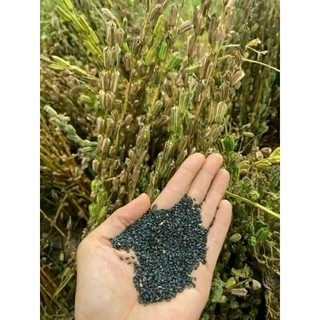 Vừng đen trồng tại Nghệ An đã làm sạch túi 1kg