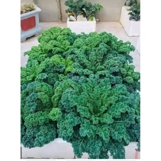 Hạt giống cải Kale xanh