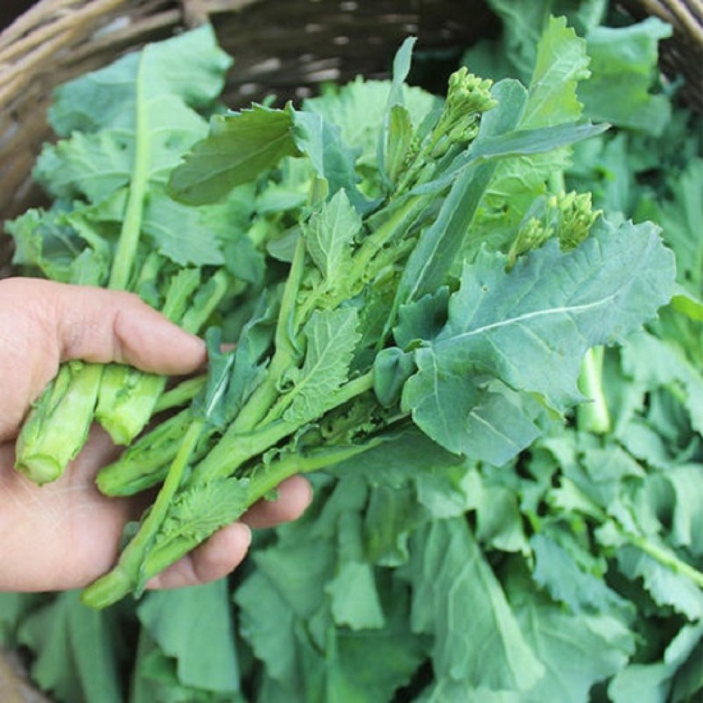 Hạt giống rau Cải ngồng su hào 2gram gói hàng chính hãng công ty đóng gói