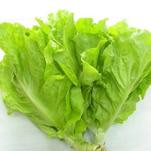 Hạt giống rau Xà lách Year roud ( xà lách thủy tinh) gói 2gram hàng chính hãng công ty đóng gói