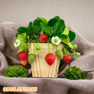 Dâu tây đất sét trong chậu gỗ kích thước 22cm