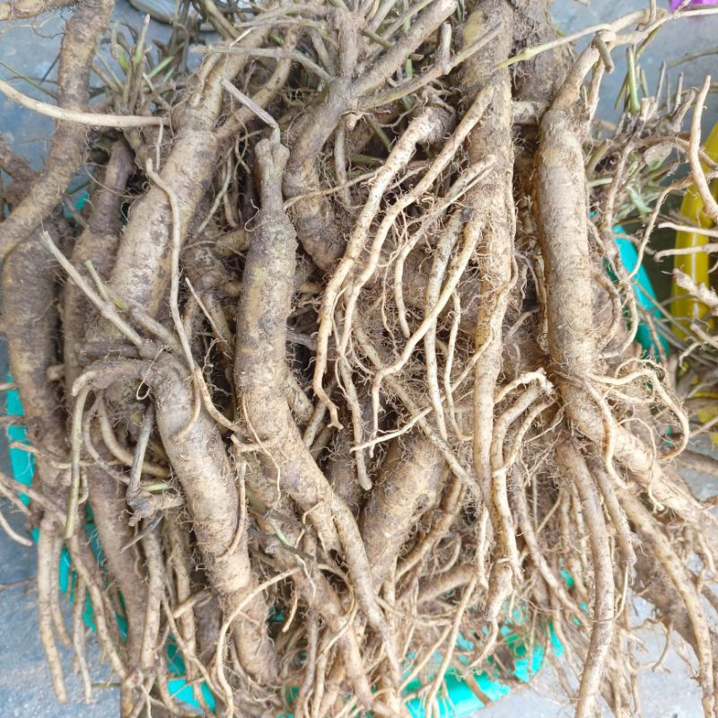 SÂM DÂY NGỌC LINH TƯƠI 15 CỦ - 20 CỦ 1KG