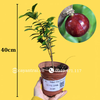 Cây giống Nho Thân Gỗ 12 Vụ thuần dưỡng khí hậu TP.HCM