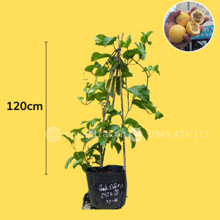 Chanh dây Hoàng Kim trồng 8-12 tháng cho trái