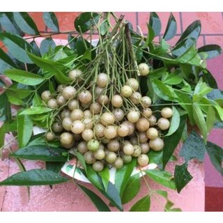 02 Cây giống Mắc Mật