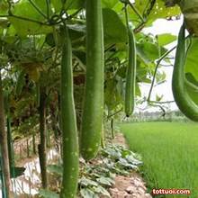 Hạt giống Bầu Sao gói 2 gram hàng chính hãng công ty đóng gói