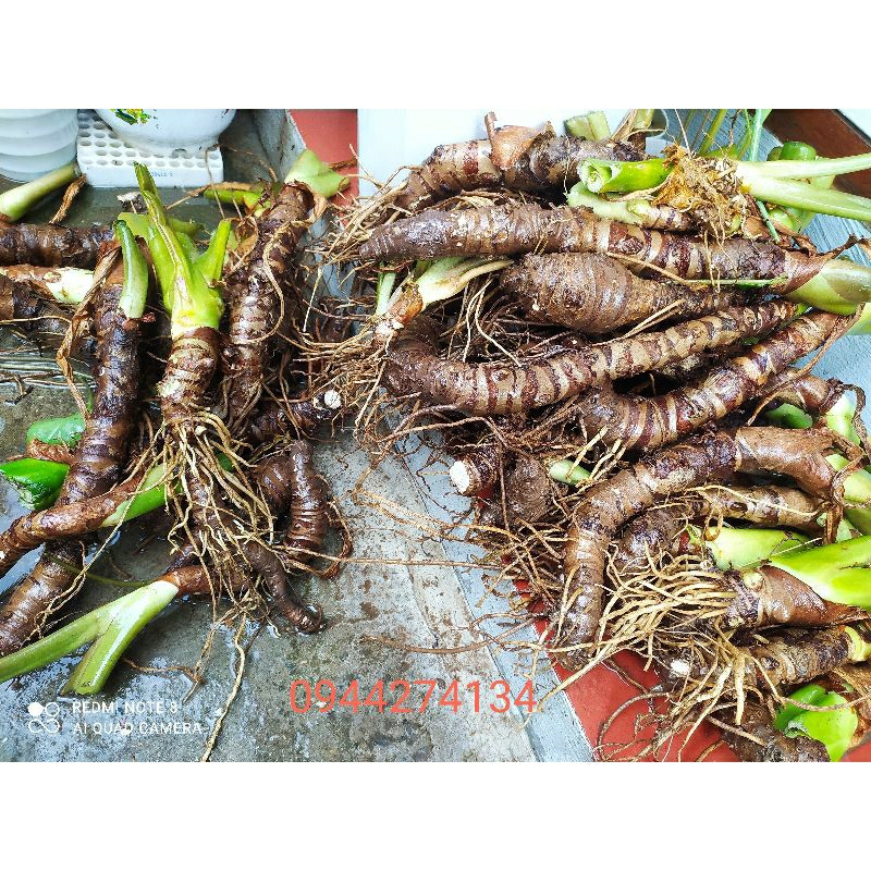 1 củ ráy trồng lên chậu cũng đẹp rẻ thích là được làm cảnh cu ray có thể thủy sinh