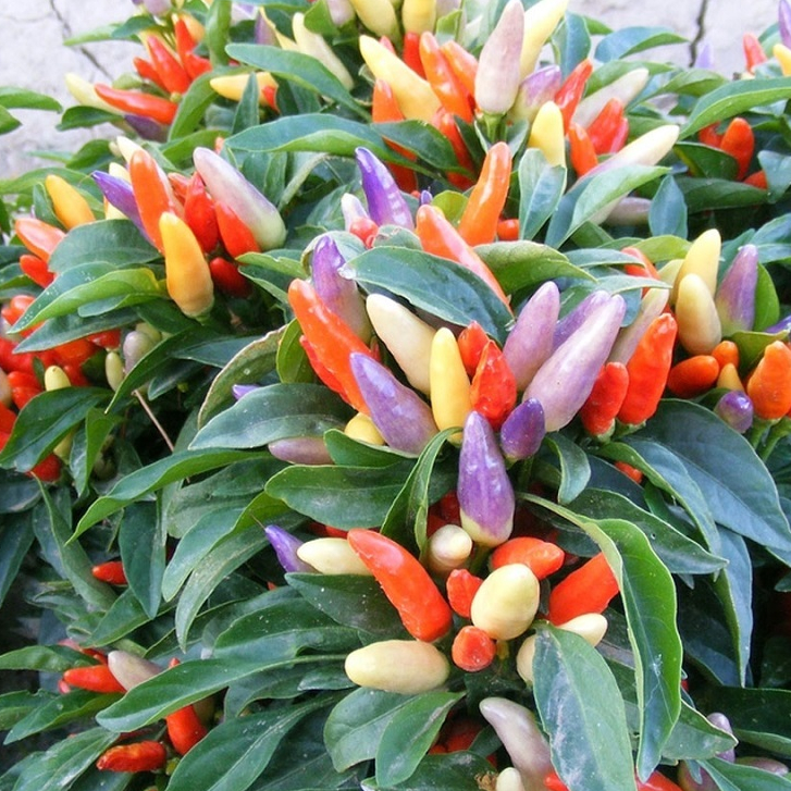 Hạt giống Ớt kiểng ngũ sắc F1 hàng công ty