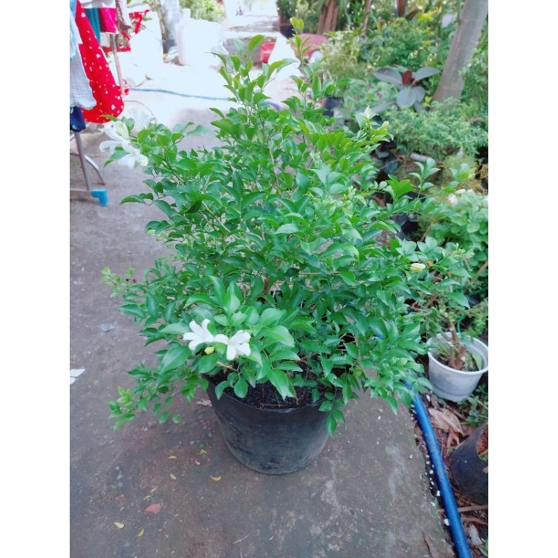 Nguyệt Quế Cho Hoa Thơm