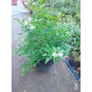 Nguyệt Quế Cho Hoa Thơm