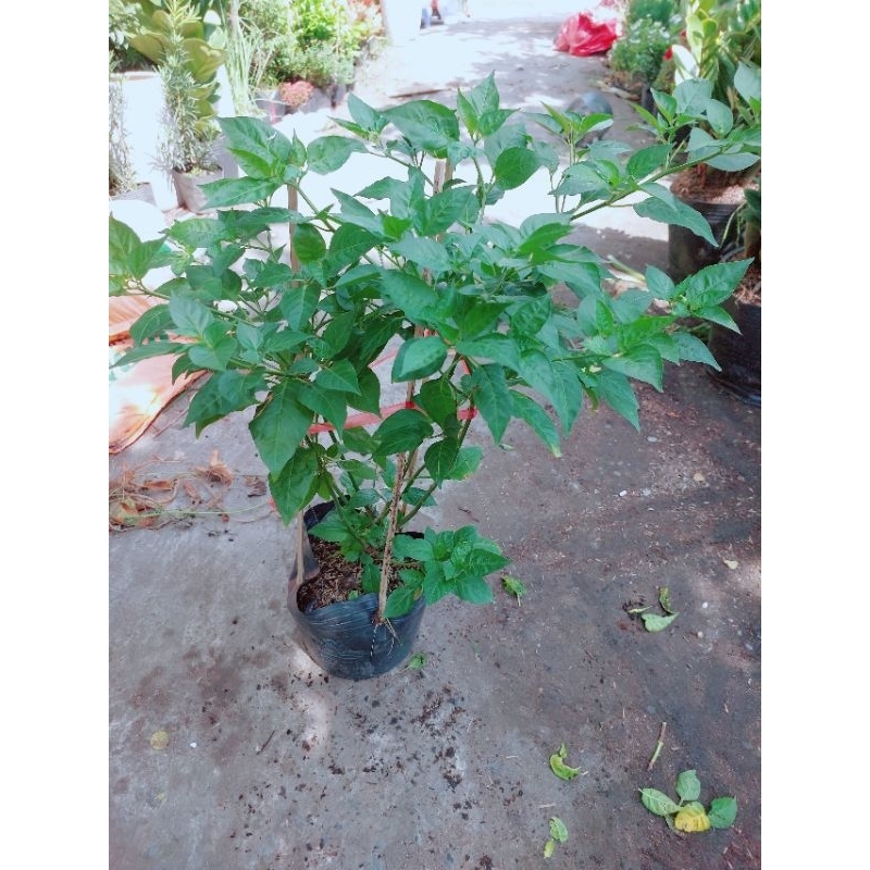 Ớt Xiêm Xanh