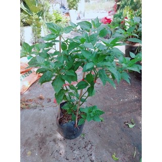 Ớt Xiêm Xanh