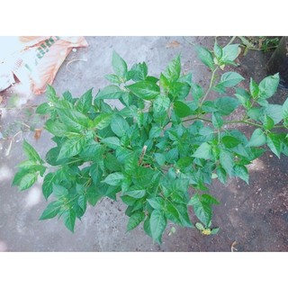 Ớt Xiêm Xanh