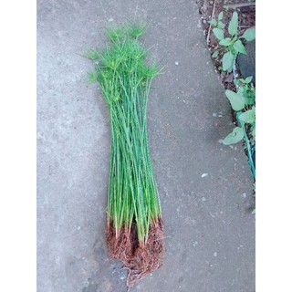 Thủy Trúc Thái Trồng Thủy Sinh