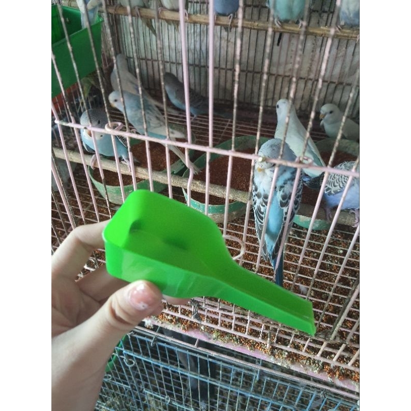muỗng múc cám chim