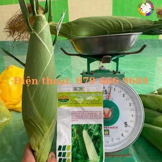 Hạt giống bắp nếp Bạch Long F1 gói 1kg trái to năng suất cao