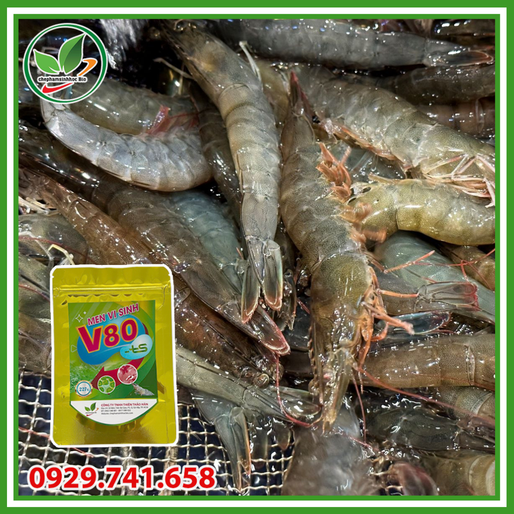 Men vi sinh V80 xử lý đáy ao nuôi tôm. Gói 227gr