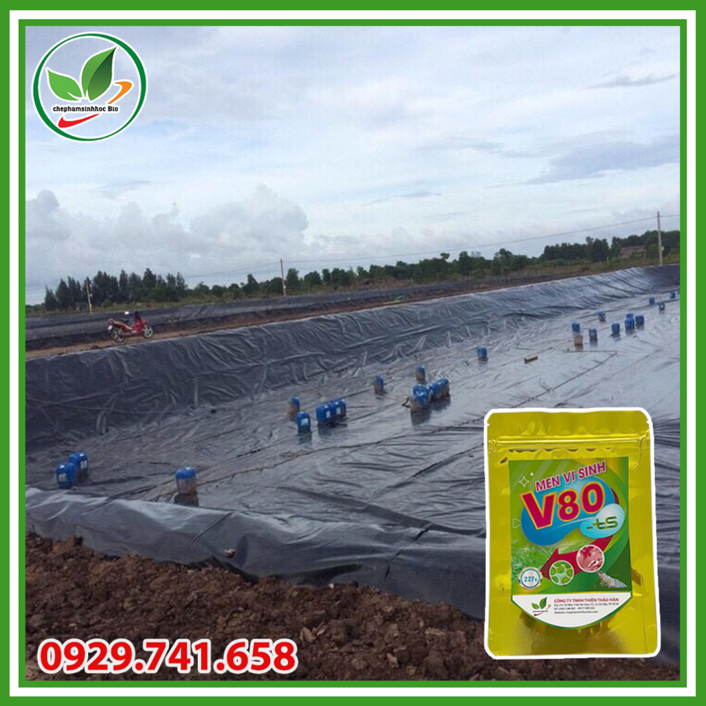 Men vi sinh V80 xử lý đáy ao nuôi tôm. Gói 227gr