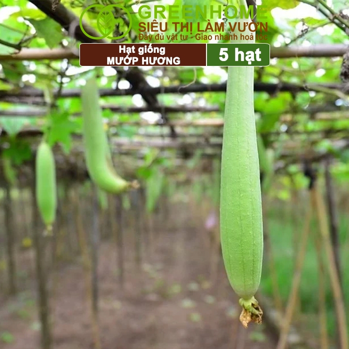 Hạt Giống Mướp Hương Greenhome, Gói 5 Hạt, Dễ Trồng Quanh Năm, Nảy Mầm Cao, Thu Hoạch Nhanh, Năng Suất Cao T16