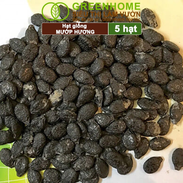 Hạt Giống Mướp Hương Greenhome, Gói 5 Hạt, Dễ Trồng Quanh Năm, Nảy Mầm Cao, Thu Hoạch Nhanh, Năng Suất Cao T16