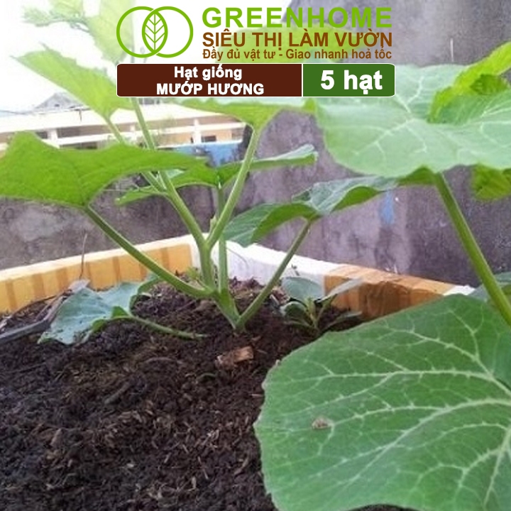 Hạt Giống Mướp Hương Greenhome, Gói 5 Hạt, Dễ Trồng Quanh Năm, Nảy Mầm Cao, Thu Hoạch Nhanh, Năng Suất Cao T16
