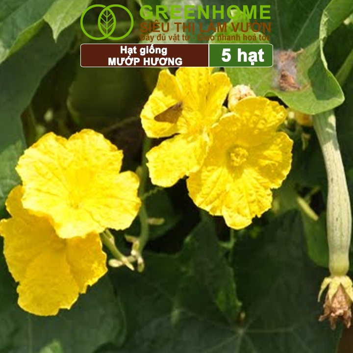 Hạt Giống Mướp Hương Greenhome, Gói 5 Hạt, Dễ Trồng Quanh Năm, Nảy Mầm Cao, Thu Hoạch Nhanh, Năng Suất Cao T16