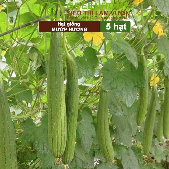 Hạt Giống Mướp Hương Greenhome, Gói 5 Hạt, Dễ Trồng Quanh Năm, Nảy Mầm Cao, Thu Hoạch Nhanh, Năng Suất Cao T16