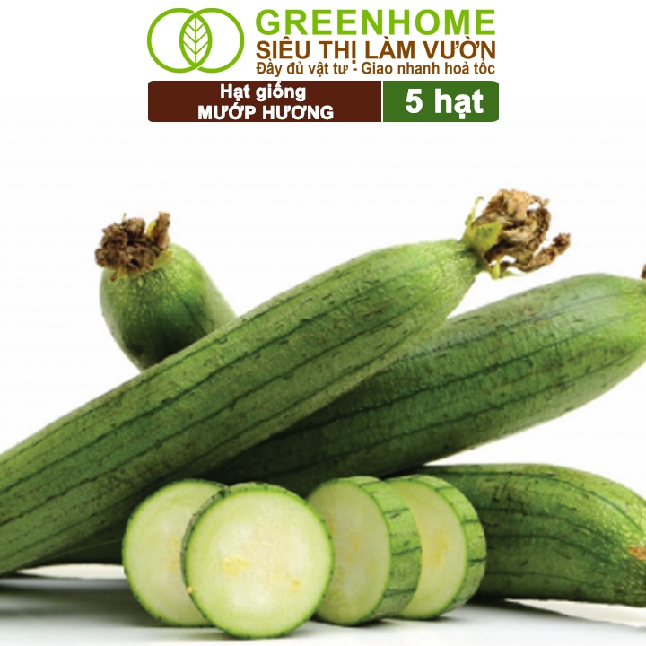 Hạt Giống Mướp Hương Greenhome, Gói 5 Hạt, Dễ Trồng Quanh Năm, Nảy Mầm Cao, Thu Hoạch Nhanh, Năng Suất Cao T16