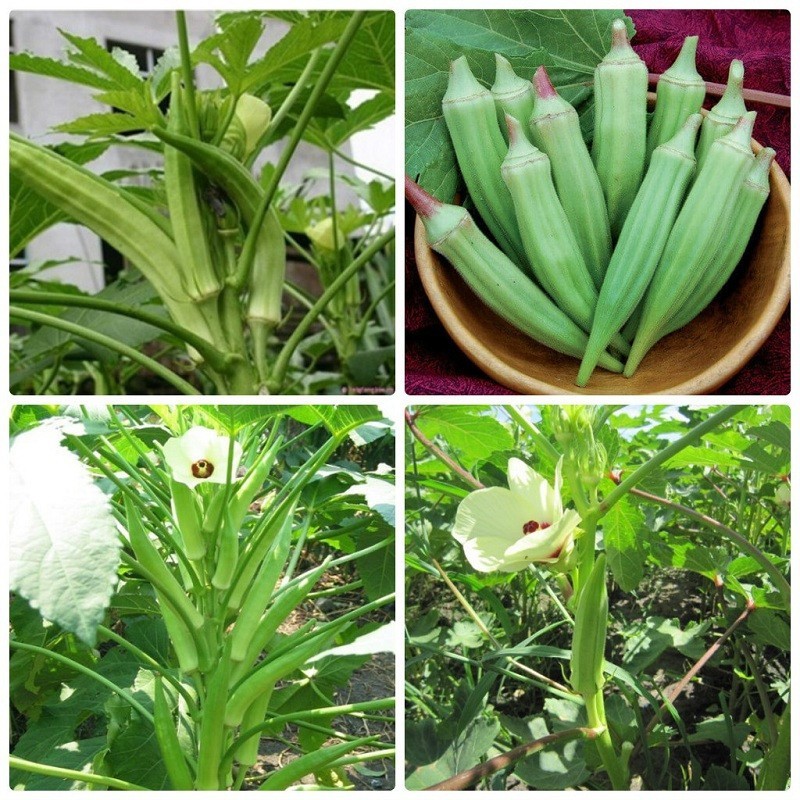 Hạt giống Đậu Bắp Trăng gói 20 gram hàng chính hãng công ty đóng gói.