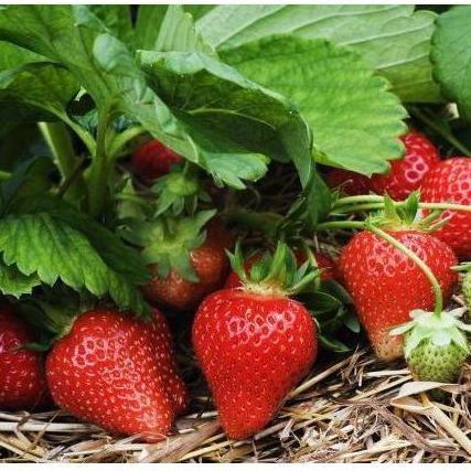 Hạt giống Dâu Tây hàng công ty HAGI.SHOP