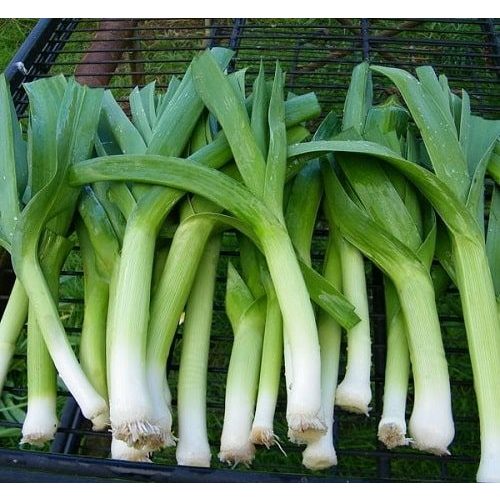 Hạt giống Tỏi Tây F1 1gram hàng chính hãng công ty đóng gói