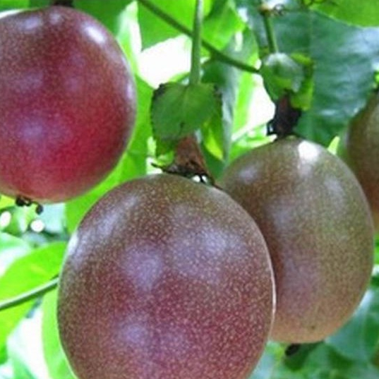 Hạt giống Chanh leo  hàng công ty HAGI.SHOP