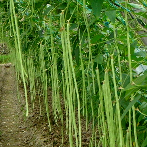 Hạt giống Đậu Đũa hàng chính hãng công ty đóng gói