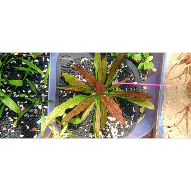 N&T Garden - cây thủy sinh trầu soekarno/trầu ngũ sắc