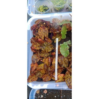 N&T Garden - cây thủy sinh sen ti.ger/S.úng x.ác ph.áo