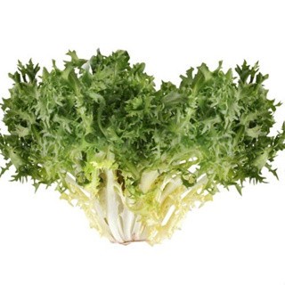 Hạt giống rau Xà lách ENDIVE gói 1gram hàng chính hãng công ty đóng gói