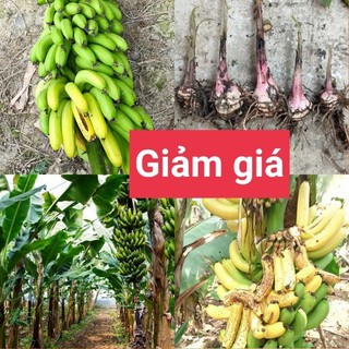 Cây Chuối Tiêu siêu trái giống