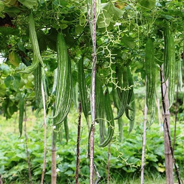 Hạt giống Lặc lày (mướp ngọt)5gram hàng chính hãng công ty đóng gói