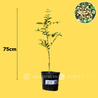 Combo 2 Cây giống Mắc Mật
